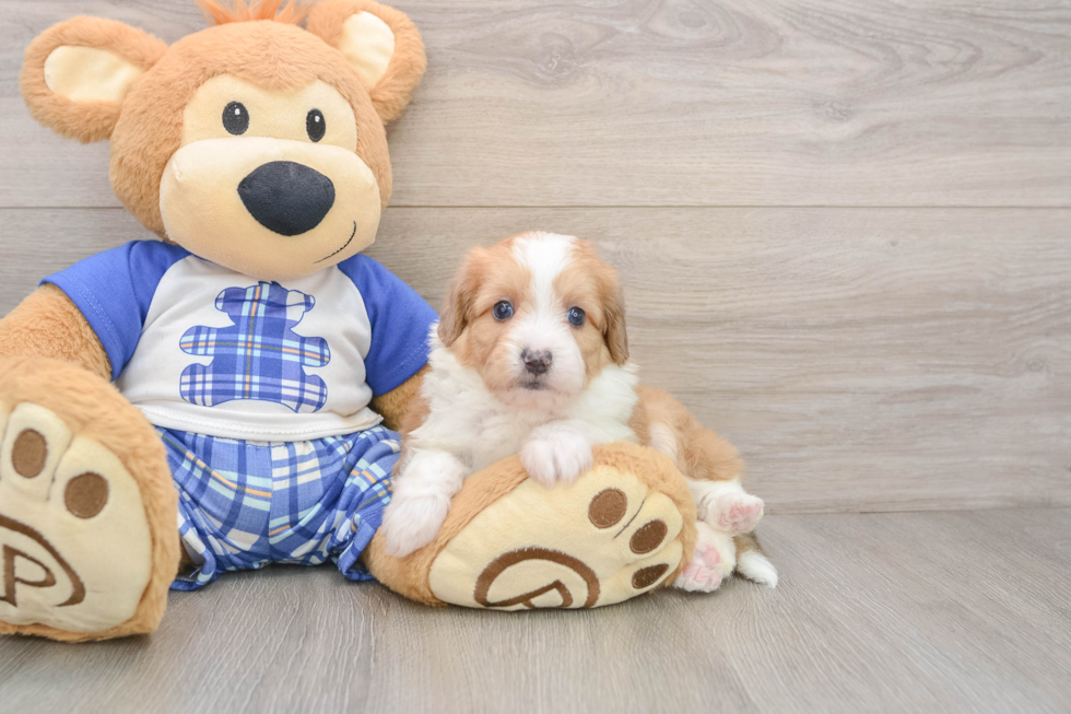 Petite Mini Aussiedoodle Poodle Mix Pup