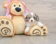 7 week old Mini Aussiedoodle Puppy For Sale - Premier Pups