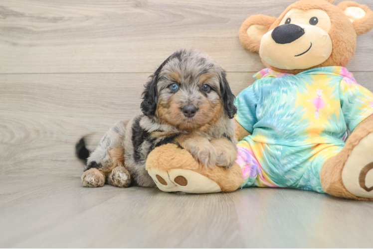 Mini Aussiedoodle Pup Being Cute