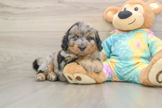 Mini Aussiedoodle Pup Being Cute
