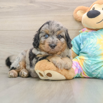 Mini Aussiedoodle Pup Being Cute