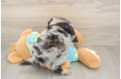 Mini Aussiedoodle Puppy for Adoption