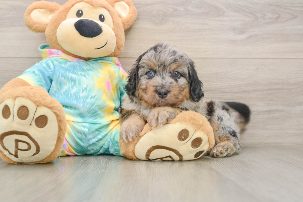 Sweet Mini Aussiedoodle Baby