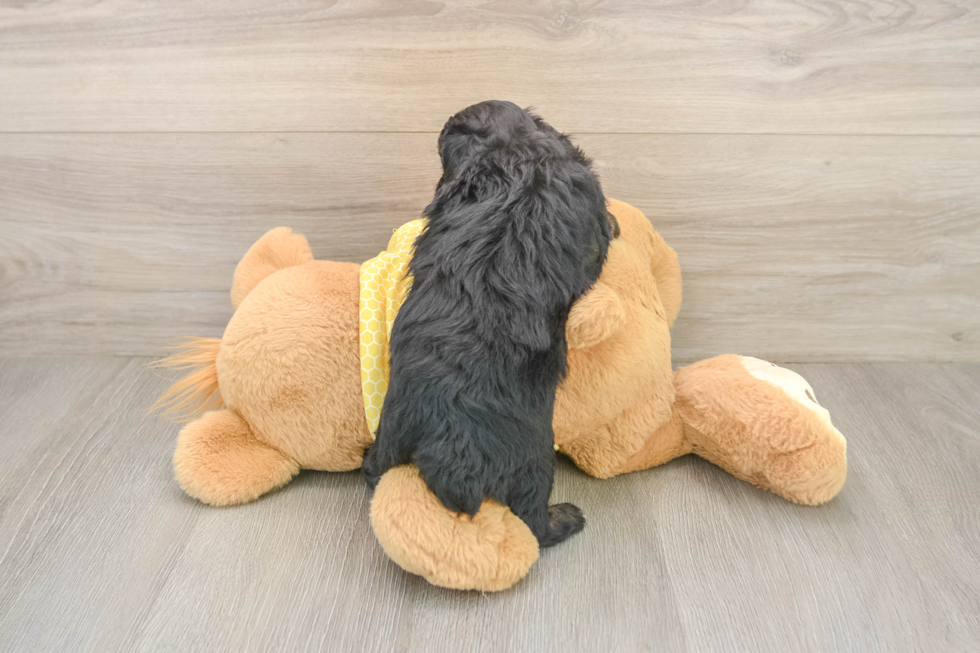 Mini Aussiedoodle Puppy for Adoption