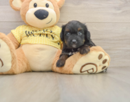 7 week old Mini Aussiedoodle Puppy For Sale - Premier Pups