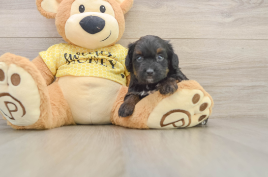 Best Mini Aussiedoodle Baby
