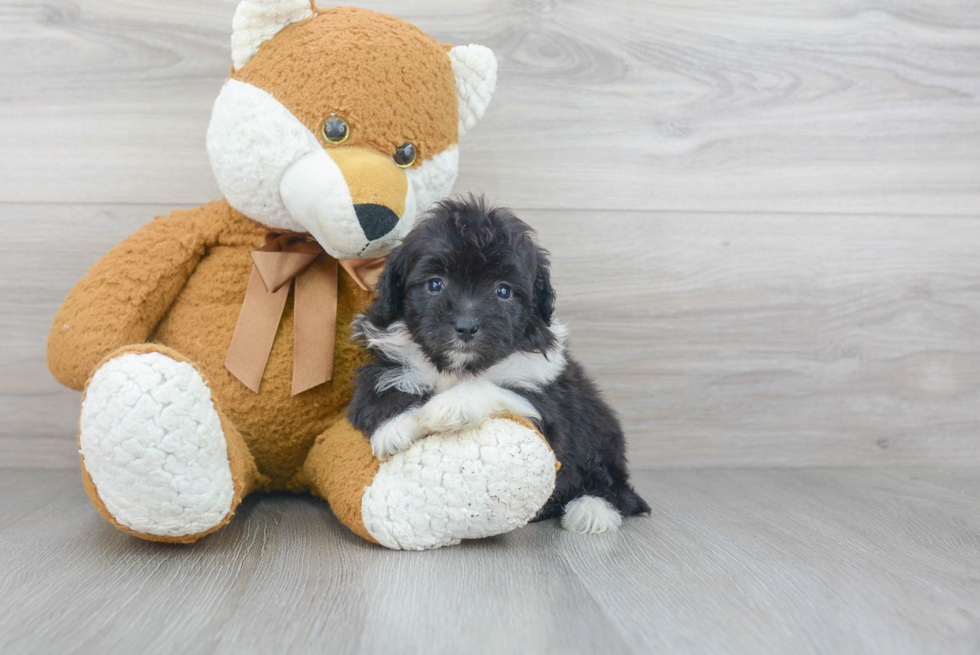 Best Mini Aussiedoodle Baby