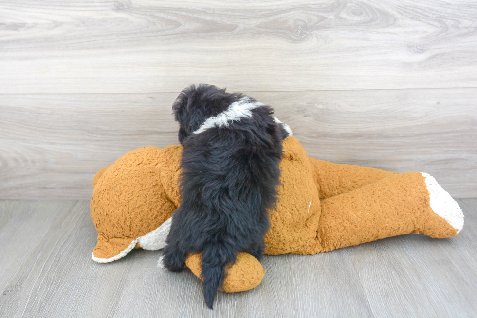 Playful Aussiepoo Poodle Mix Puppy