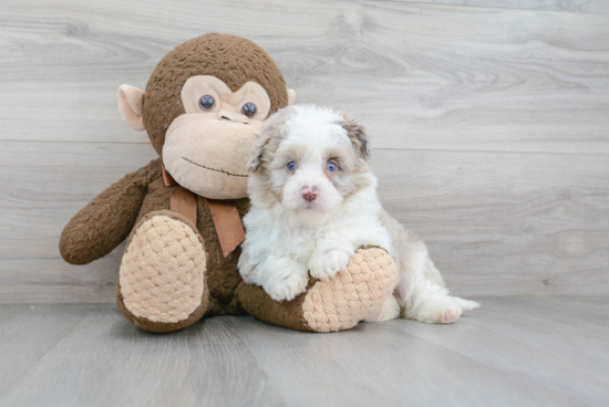 Adorable Aussiepoo Poodle Mix Puppy