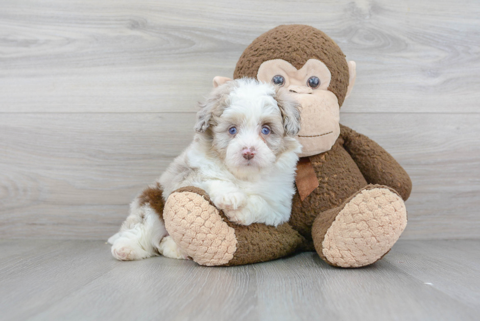 Mini Aussiedoodle Puppy for Adoption