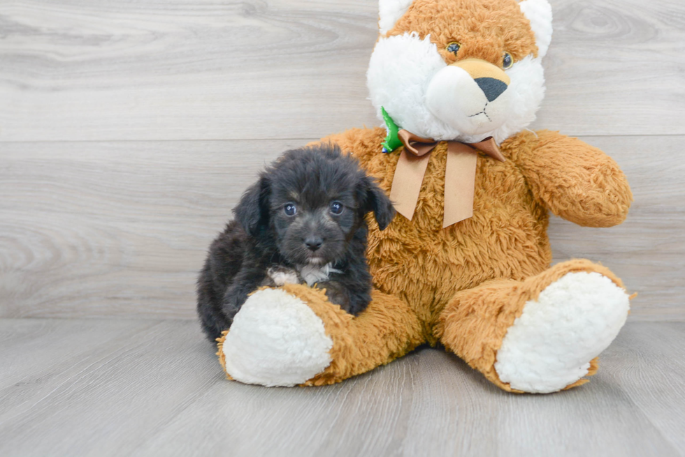 Mini Aussiedoodle Pup Being Cute