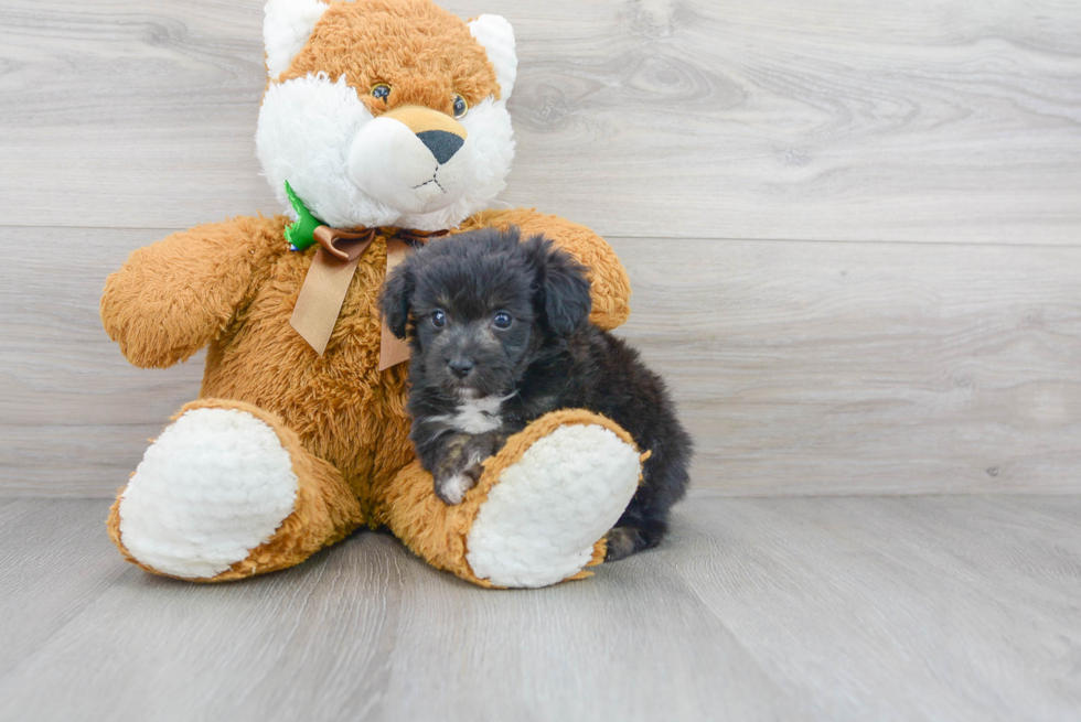 Mini Aussiedoodle Pup Being Cute