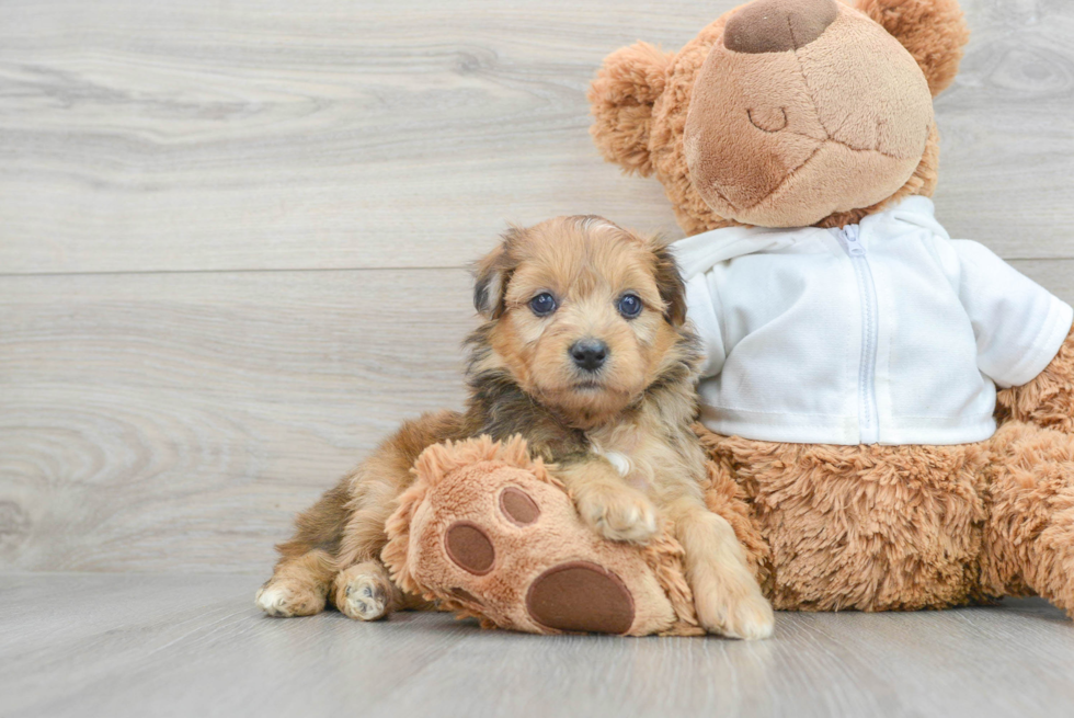 Playful Aussiepoo Poodle Mix Puppy