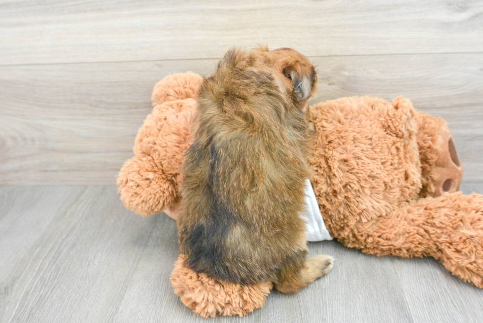 Fluffy Mini Aussiedoodle Poodle Mix Pup