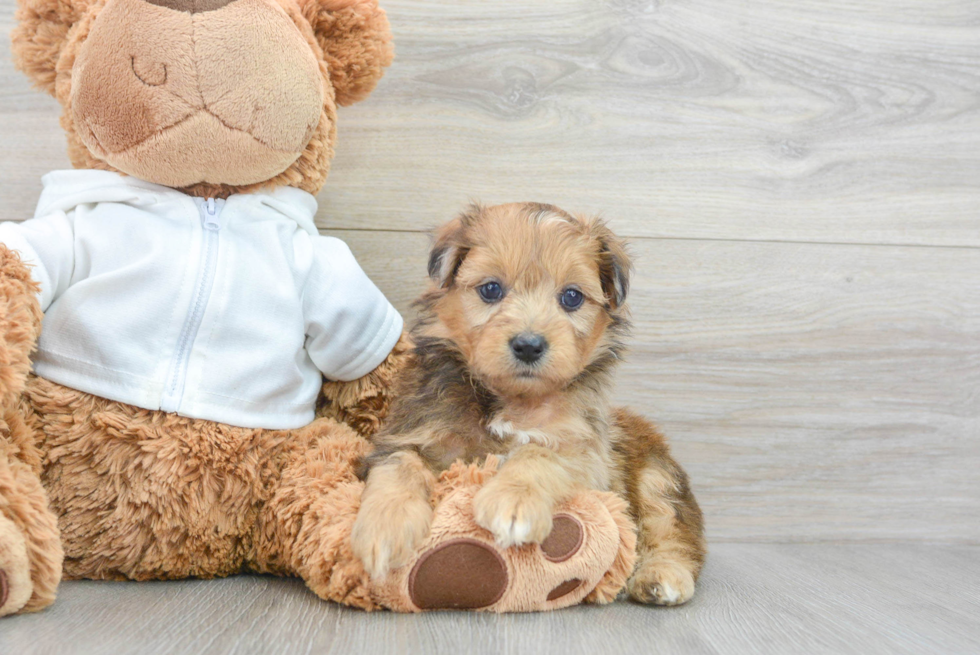 Best Mini Aussiedoodle Baby