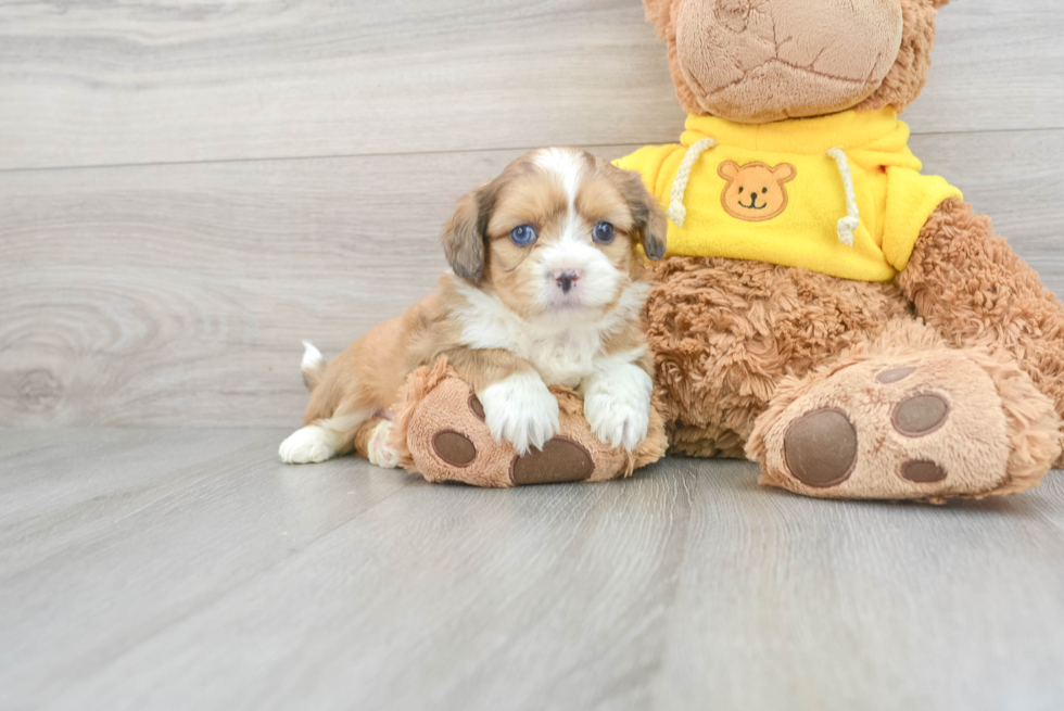 Mini Aussiedoodle Pup Being Cute