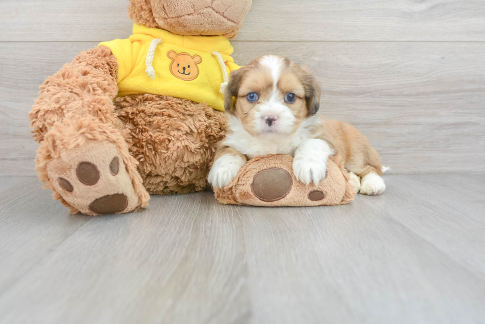 Mini Aussiedoodle Puppy for Adoption