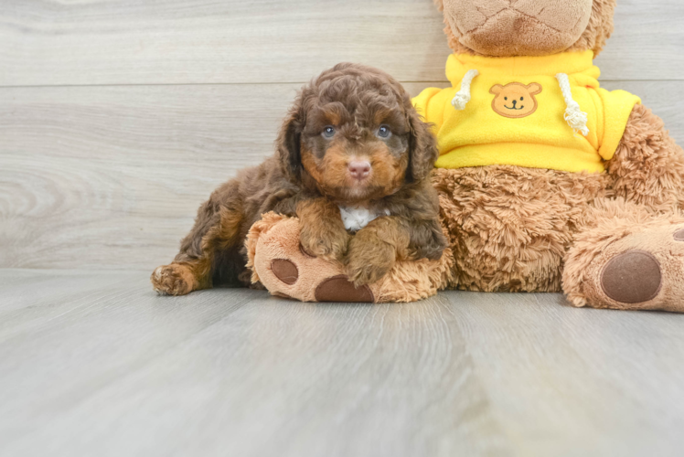 Mini Aussiedoodle Puppy for Adoption
