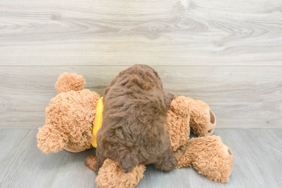 Sweet Mini Aussiedoodle Baby
