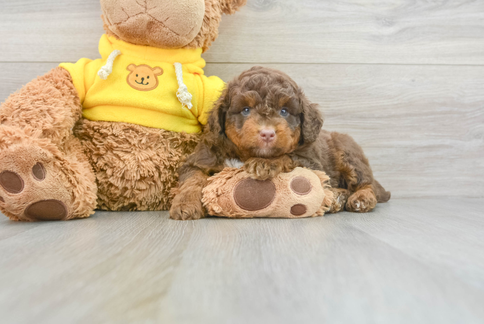Mini Aussiedoodle Pup Being Cute