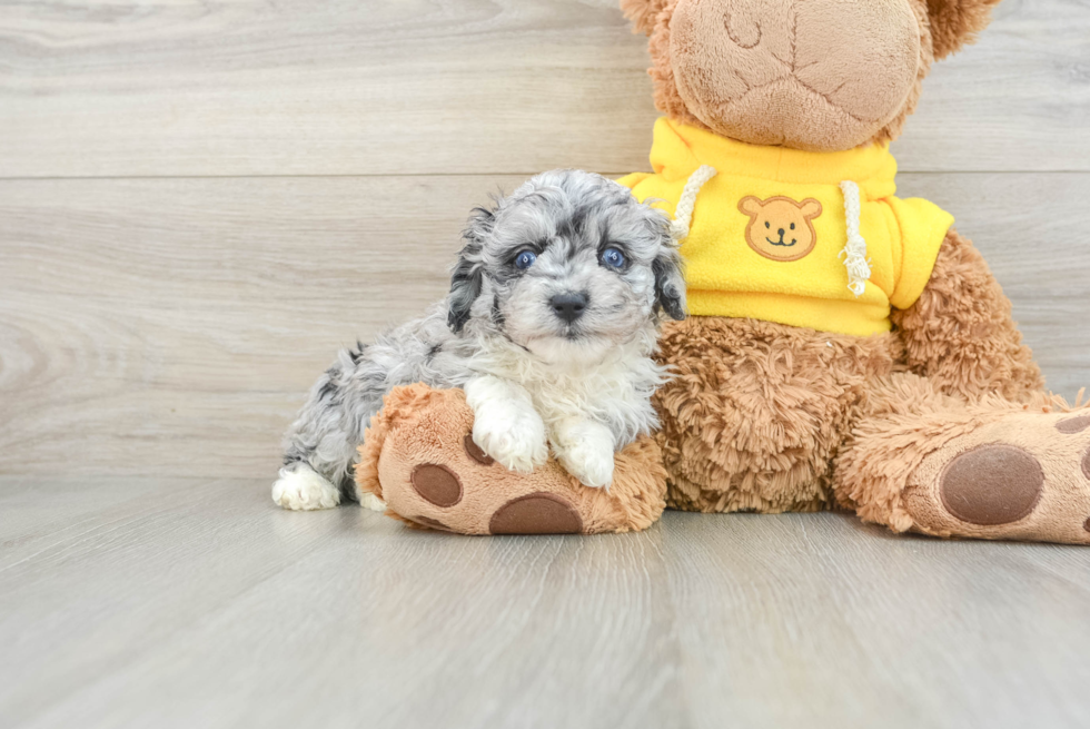 Adorable Mini Australian Shepherd X Poodle Mix Poodle Mix Puppy