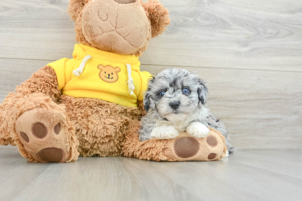 Mini Aussiedoodle Pup Being Cute