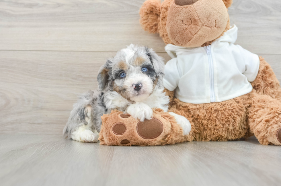 6 week old Mini Aussiedoodle Puppy For Sale - Premier Pups