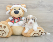 7 week old Mini Aussiedoodle Puppy For Sale - Premier Pups