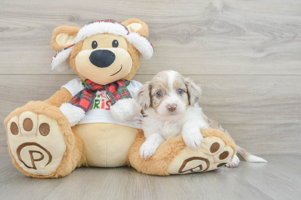 Mini Aussiedoodle Pup Being Cute