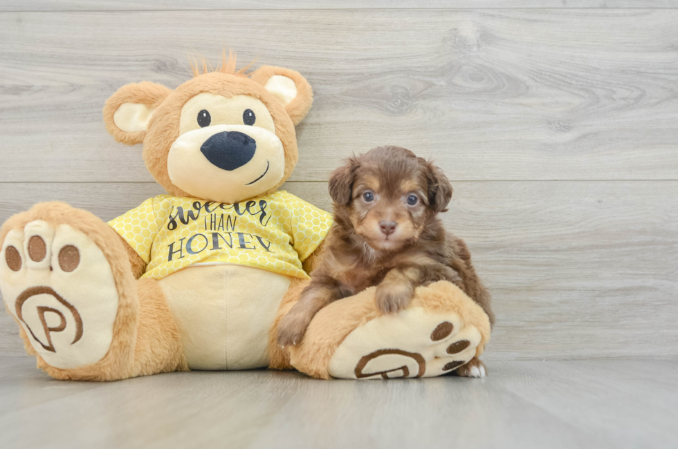 6 week old Mini Aussiedoodle Puppy For Sale - Premier Pups