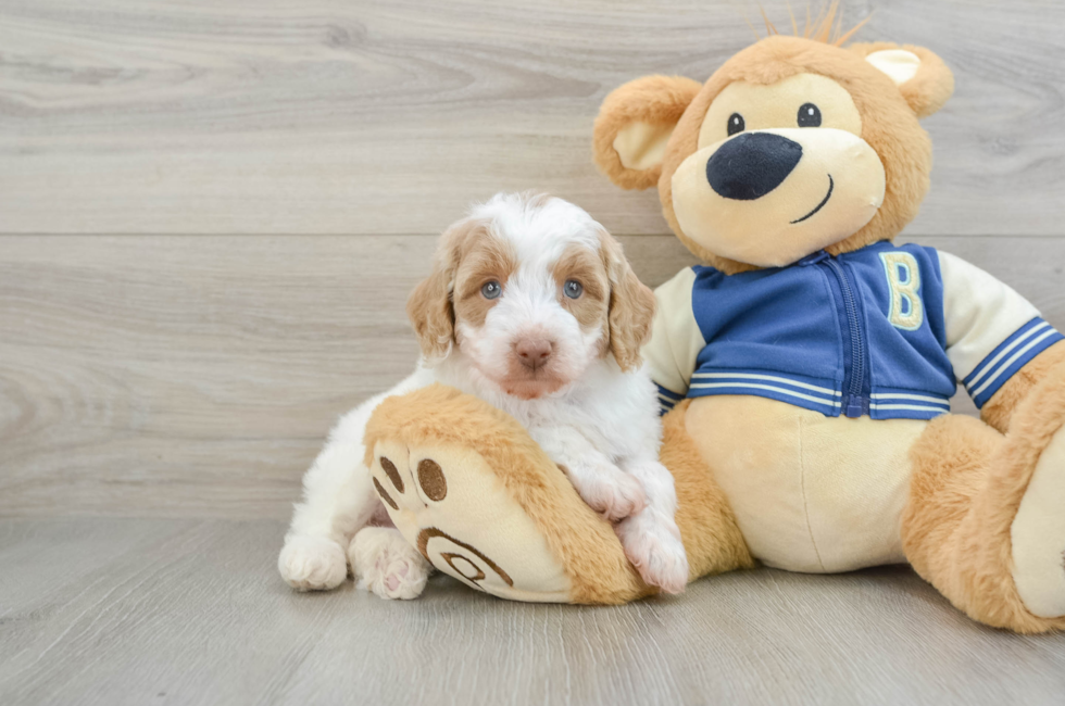 5 week old Mini Aussiedoodle Puppy For Sale - Premier Pups