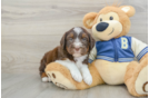 Mini Aussiedoodle Pup Being Cute