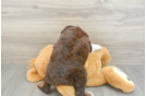 Sweet Mini Aussiedoodle Baby