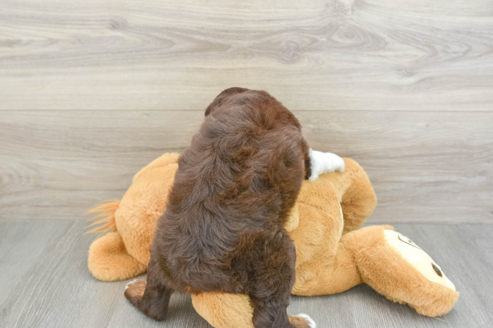 Sweet Mini Aussiedoodle Baby