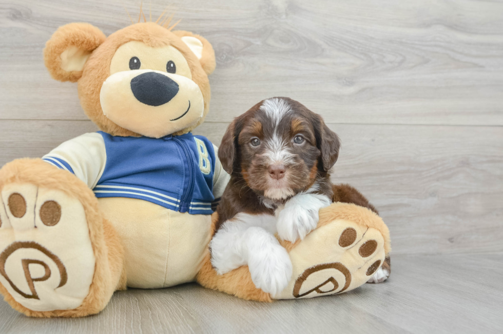 6 week old Mini Aussiedoodle Puppy For Sale - Premier Pups