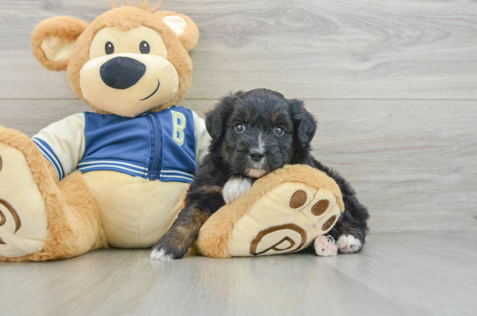 6 week old Mini Aussiedoodle Puppy For Sale - Premier Pups