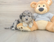 7 week old Mini Aussiedoodle Puppy For Sale - Premier Pups