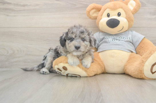 5 week old Mini Aussiedoodle Puppy For Sale - Premier Pups Best Mini Aussiedoodle Baby