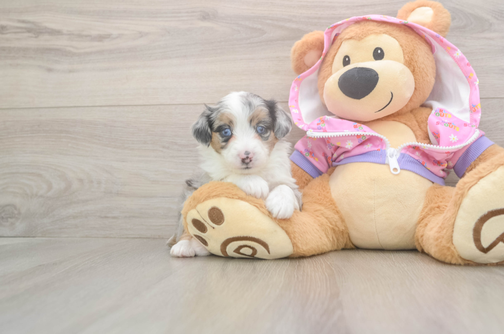 8 week old Mini Aussiedoodle Puppy For Sale - Premier Pups
