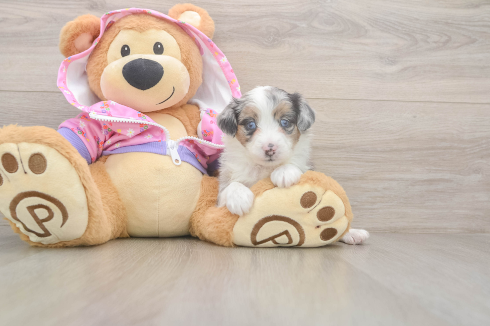 Happy Mini Aussiedoodle Baby