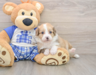 6 week old Mini Aussiedoodle Puppy For Sale - Premier Pups