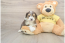 Smart Mini Aussiedoodle Poodle Mix Pup