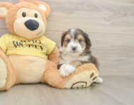7 week old Mini Aussiedoodle Puppy For Sale - Premier Pups