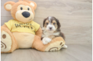 Fluffy Mini Aussiedoodle Poodle Mix Pup