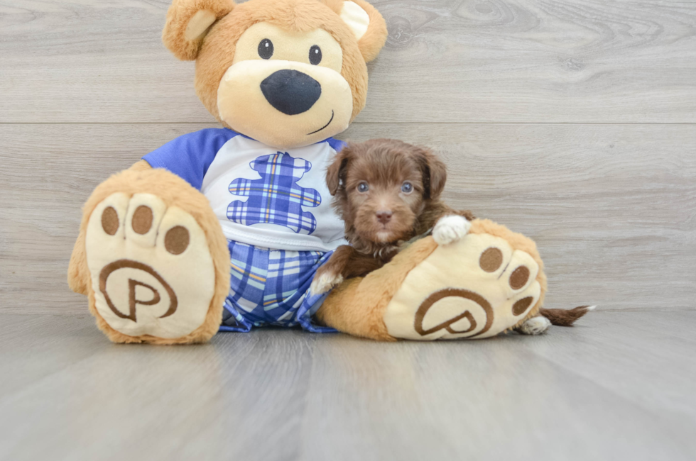 6 week old Mini Aussiedoodle Puppy For Sale - Premier Pups