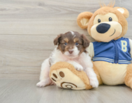 8 week old Mini Aussiedoodle Puppy For Sale - Premier Pups