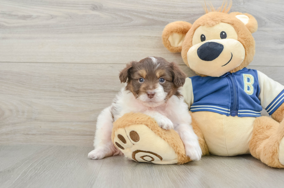 6 week old Mini Aussiedoodle Puppy For Sale - Premier Pups
