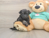 8 week old Mini Aussiedoodle Puppy For Sale - Premier Pups