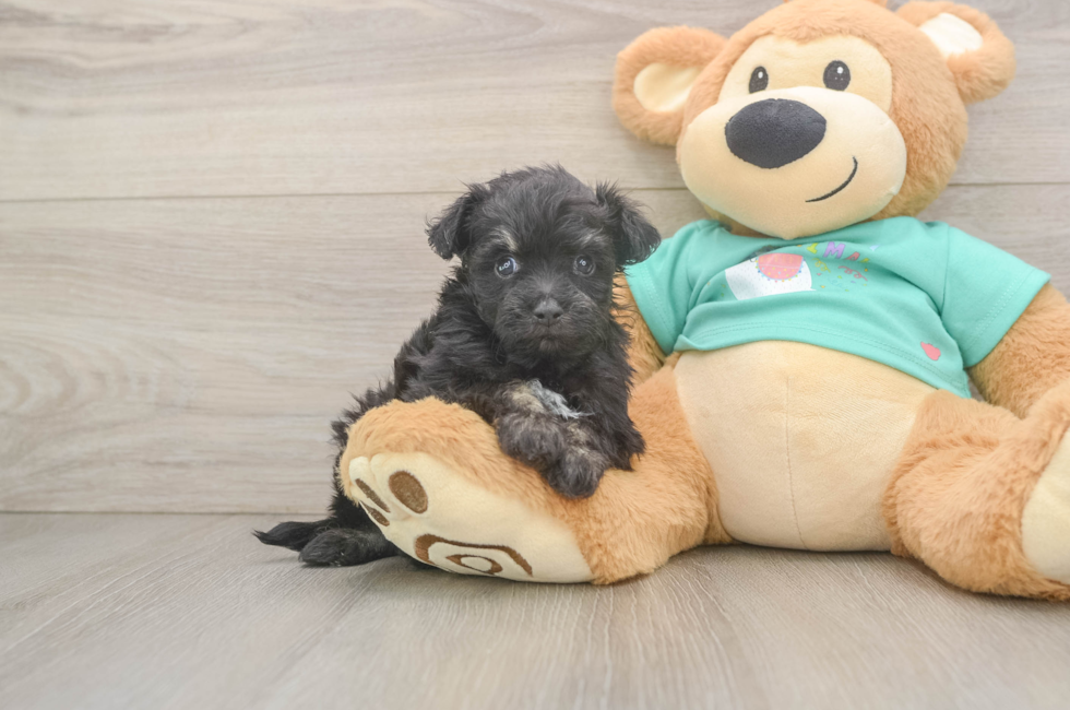 5 week old Mini Aussiedoodle Puppy For Sale - Premier Pups