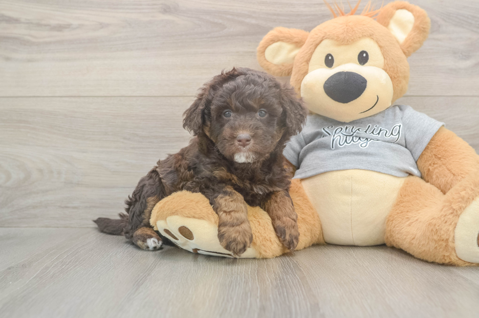 5 week old Mini Aussiedoodle Puppy For Sale - Premier Pups